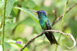 Golden-tailed Sapphire