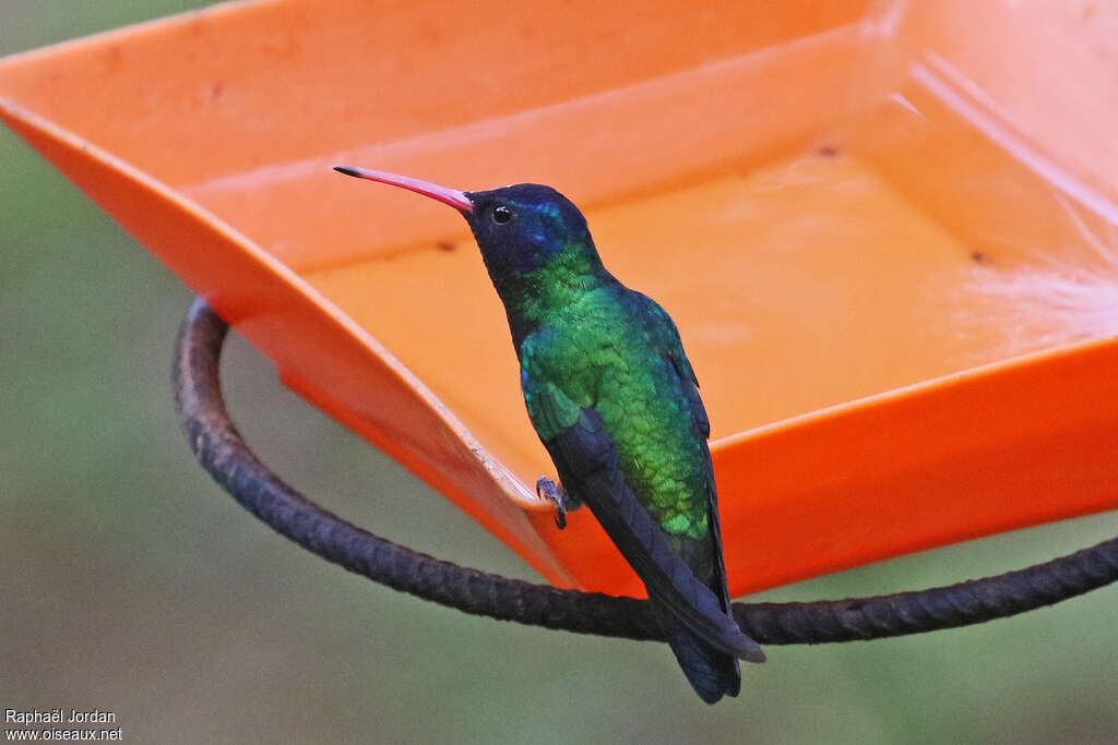 Blue-headed Sapphire male adult, identification