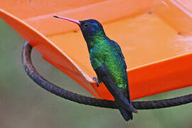 Blue-headed Sapphire