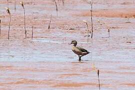 Bernier's Teal