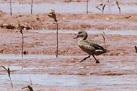 Bernier's Teal