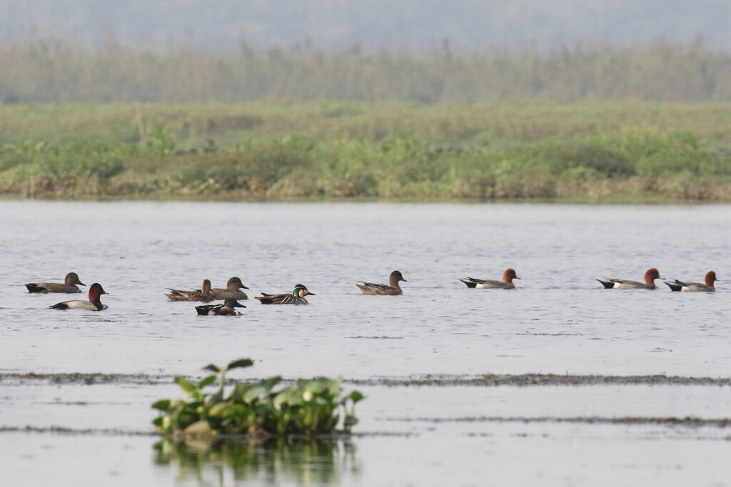 Baikal Teal male adult breeding, swimming