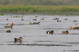 Baikal Teal