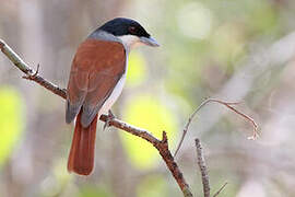 Rufous Vanga