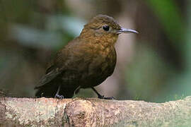 Short-billed Leaftosser