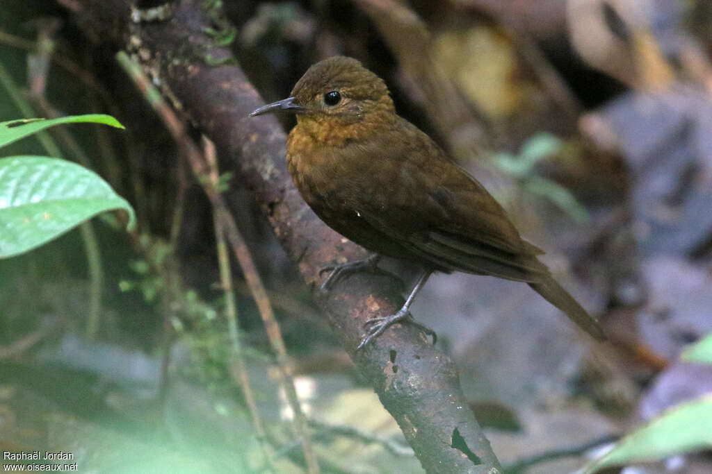 Sclérure à bec courtadulte, identification