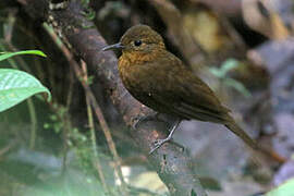 Short-billed Leaftosser