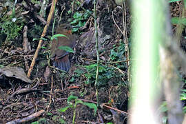 Tawny-throated Leaftosser