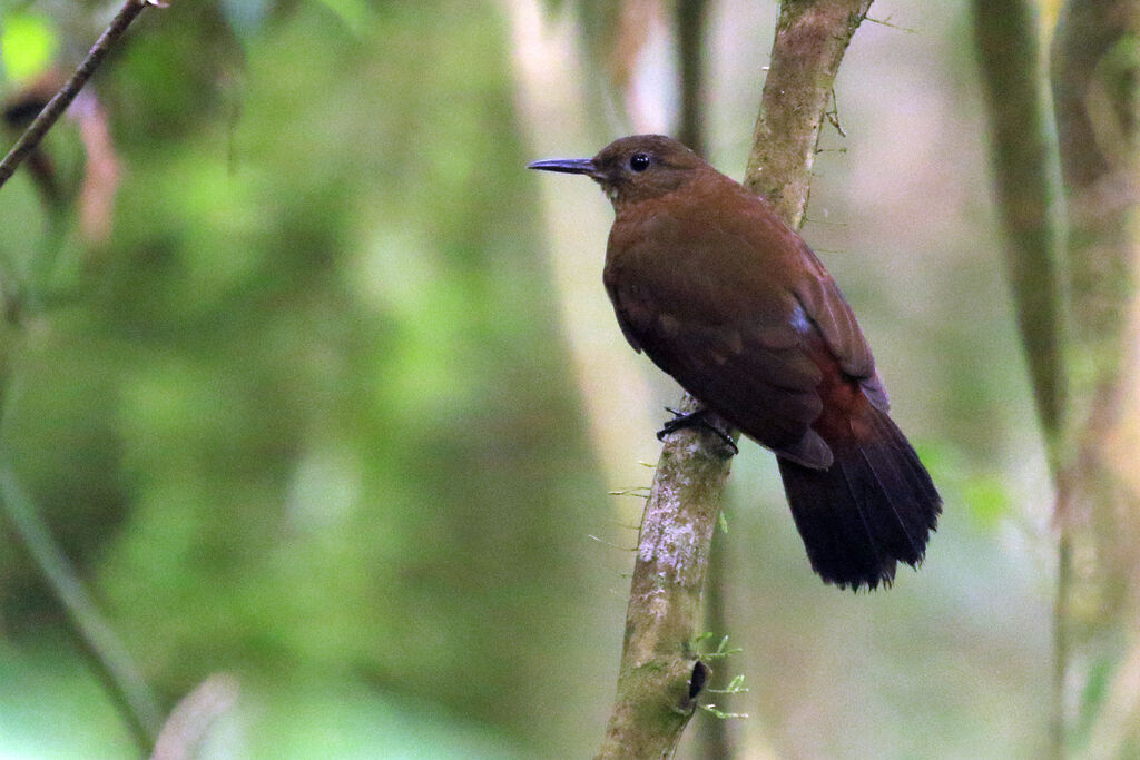 Rufous-breasted Leaftosseradult