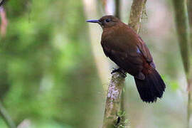 Rufous-breasted Leaftosser