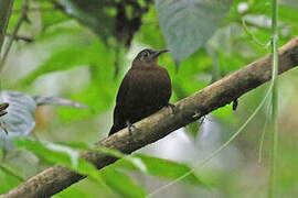 Dusky Leaftosser