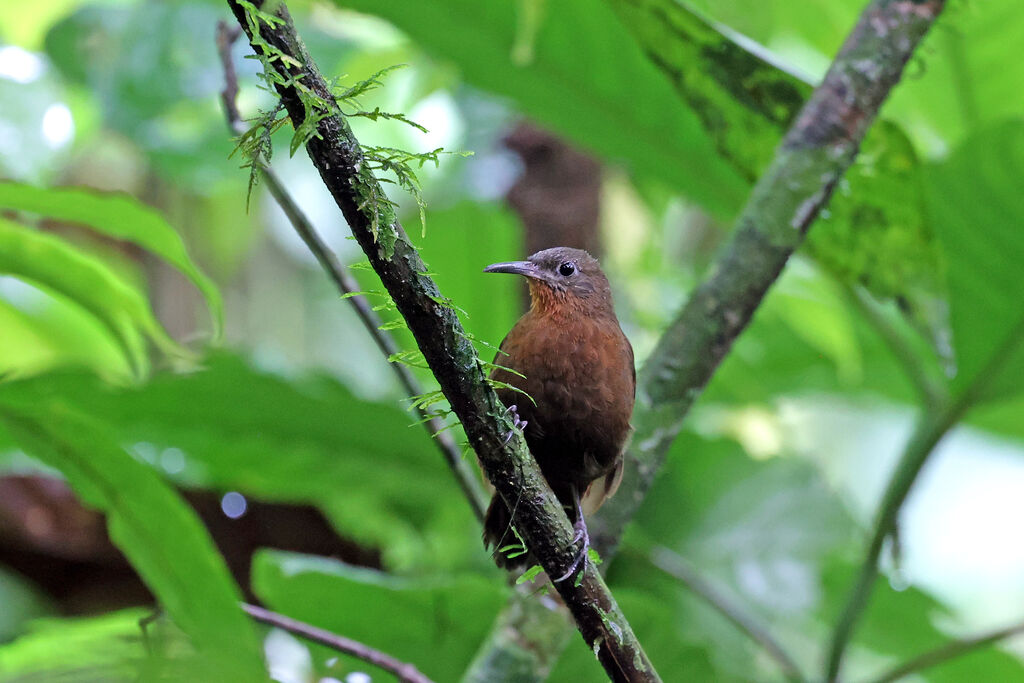 Sclérure obscure - Sclérure obscur<br />adulte