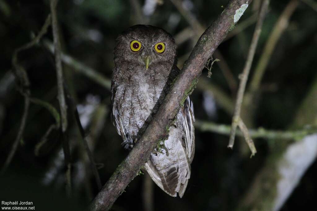 Scops du Chocóadulte, portrait