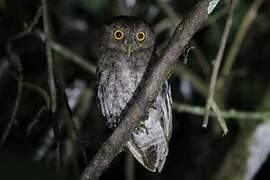 Choco Screech Owl