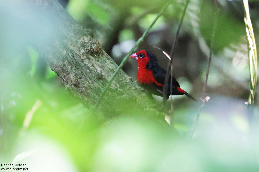 Grant's Bluebill male adult