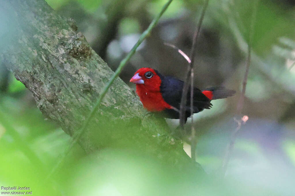 Grant's Bluebill male adult