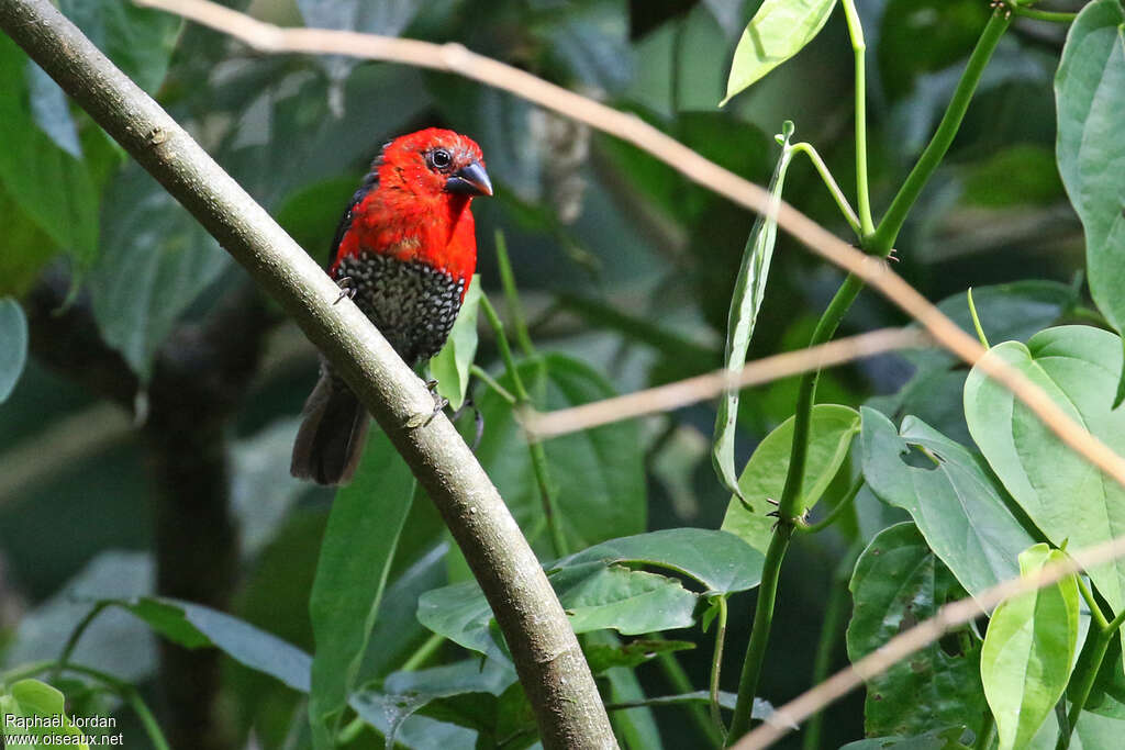 Sénégali à tête rouge femelle adulte, identification