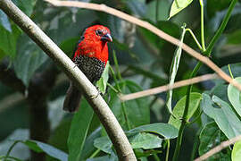 Red-headed Bluebill