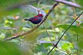 Dusky Crimsonwing