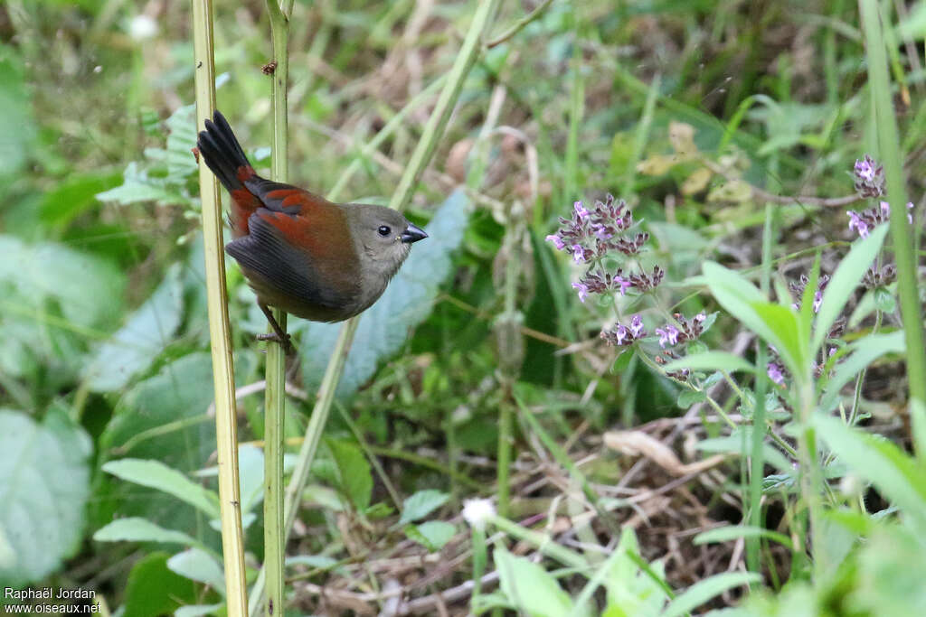 Sénégali de Salvadoriadulte, habitat, pigmentation