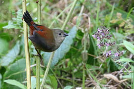 Abyssinian Crimsonwing