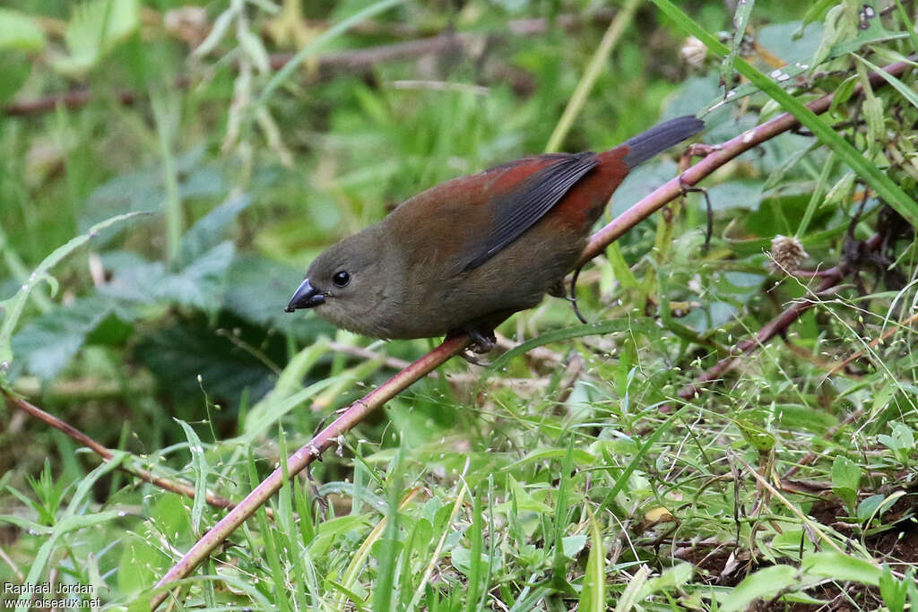 Sénégali de Salvadoriadulte, identification