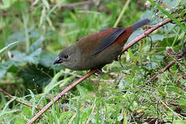 Abyssinian Crimsonwing