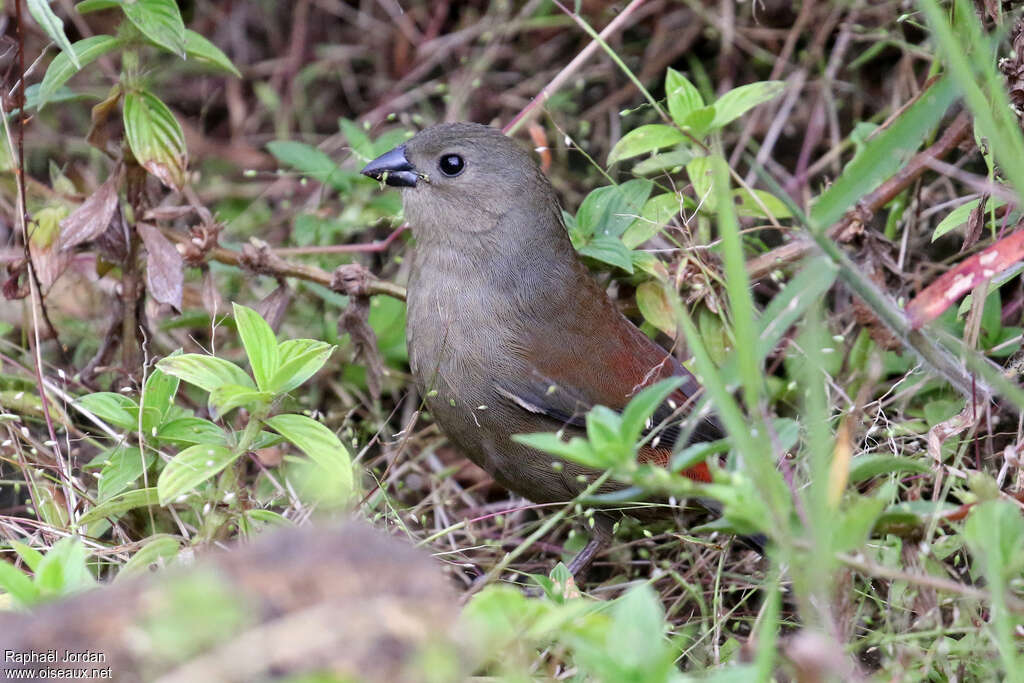 Abyssinian Crimsonwing female adult, pigmentation, eats