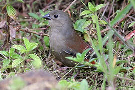 Abyssinian Crimsonwing