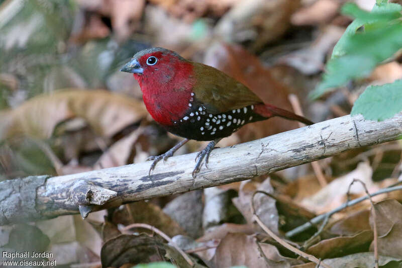 Red-throated Twinspot male adult, identification