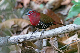 Red-throated Twinspot