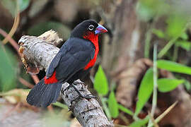 Western Bluebill