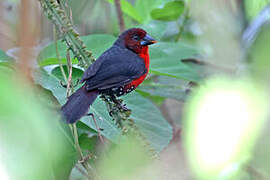 Western Bluebill