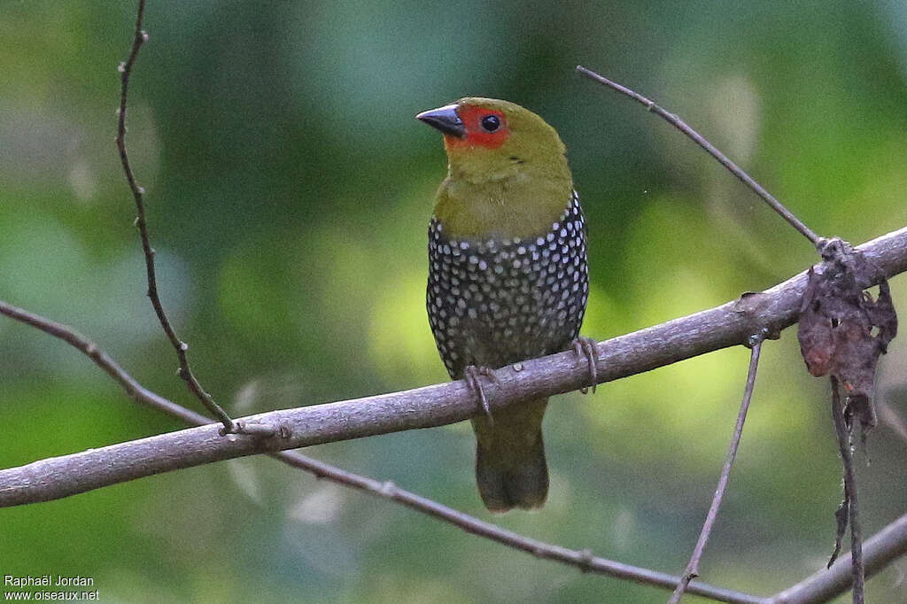 Sénégali vert mâle adulte, identification