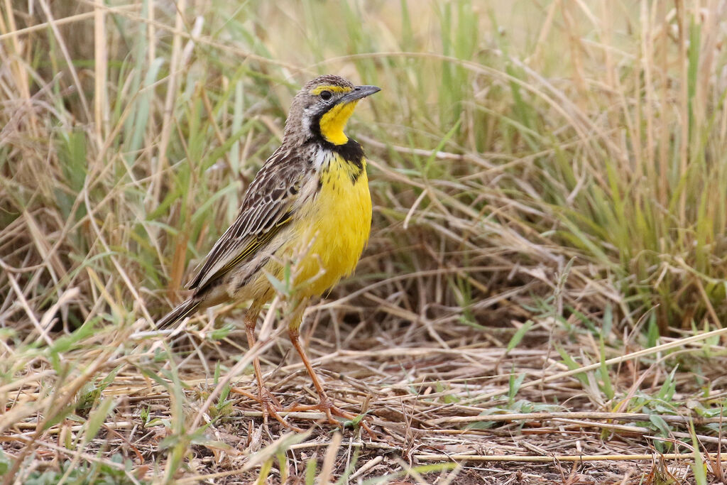 Yellow-throated Longclawadult breeding