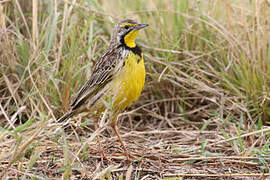 Yellow-throated Longclaw