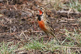 Rosy-throated Longclaw