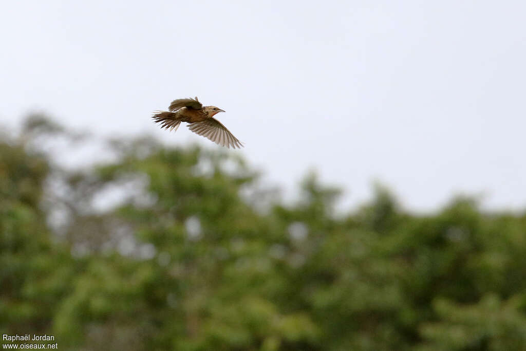 Grimwood's Longclawadult, Flight, song