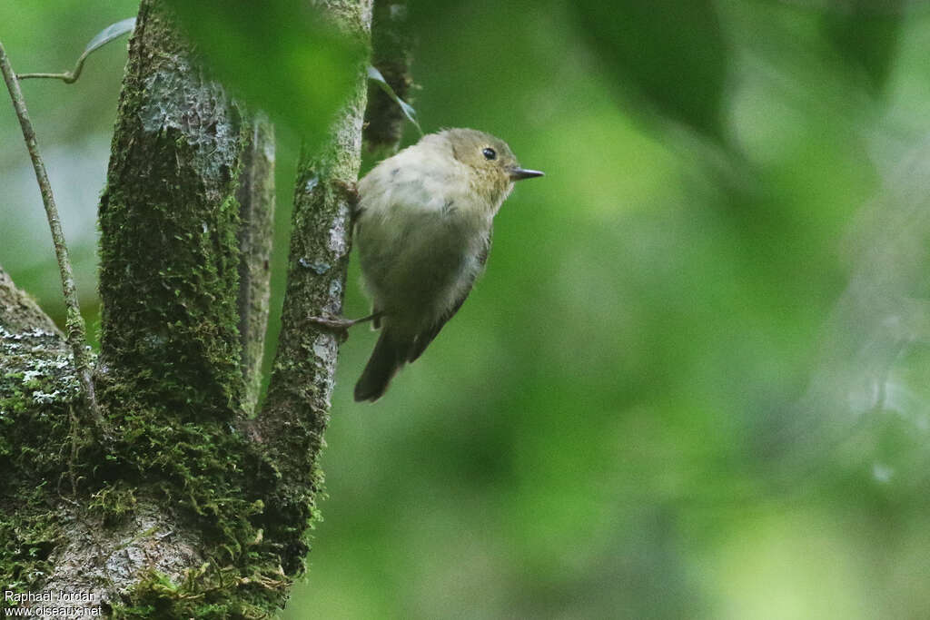 Vogelkop Scrubwren, identification