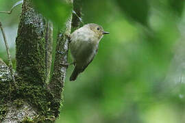 Vogelkop Scrubwren