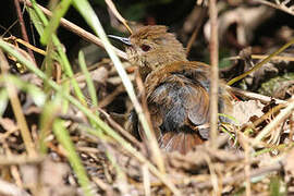 Atherton Scrubwren