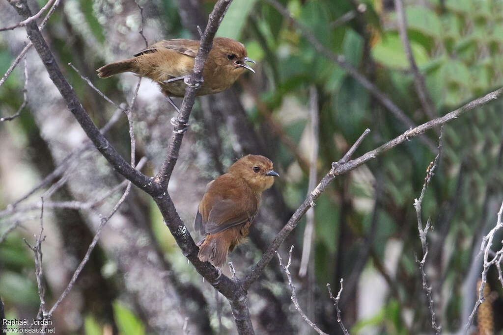 Large Scrubwren, Behaviour