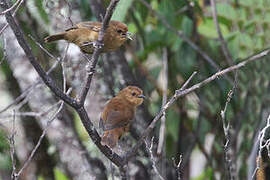 Large Scrubwren