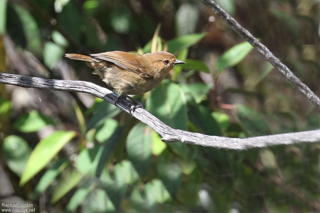 Séricorne montagnardadulte, identification