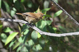 Séricorne montagnard