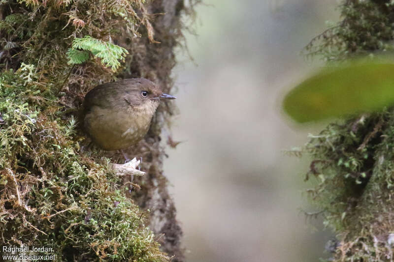 Mountain Mouse-warbler