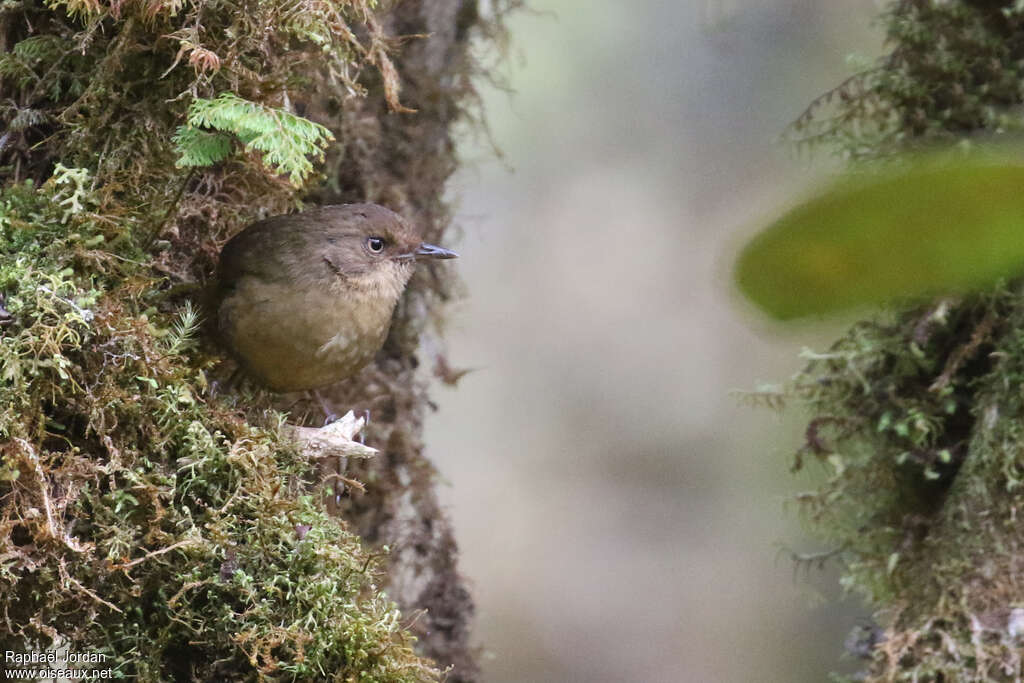 Mountain Mouse-warbler