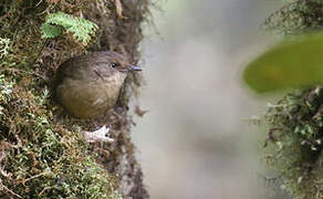 Mountain Mouse-warbler