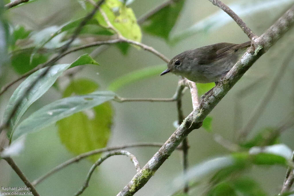 Grey-green Scrubwrenadult