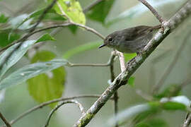 Grey-green Scrubwren